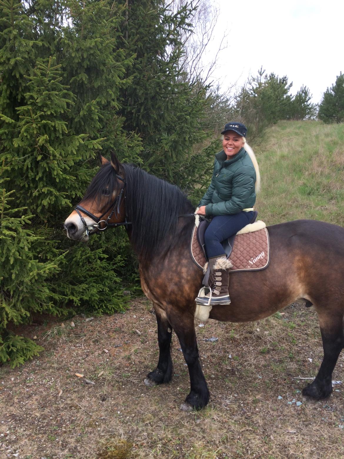 Nordsvensk Skovhest Nanny billede 16