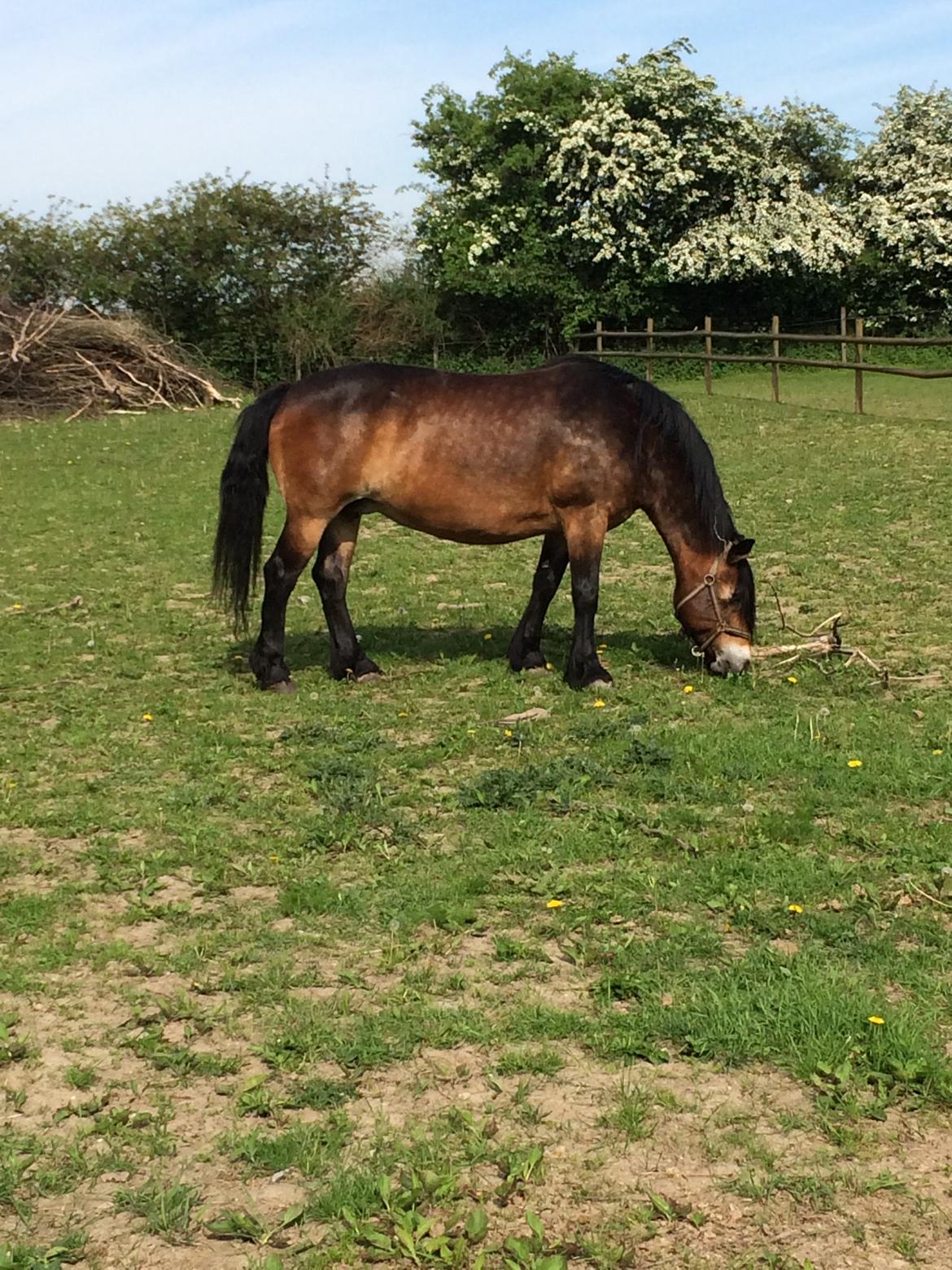 Nordsvensk Skovhest Nanny billede 17