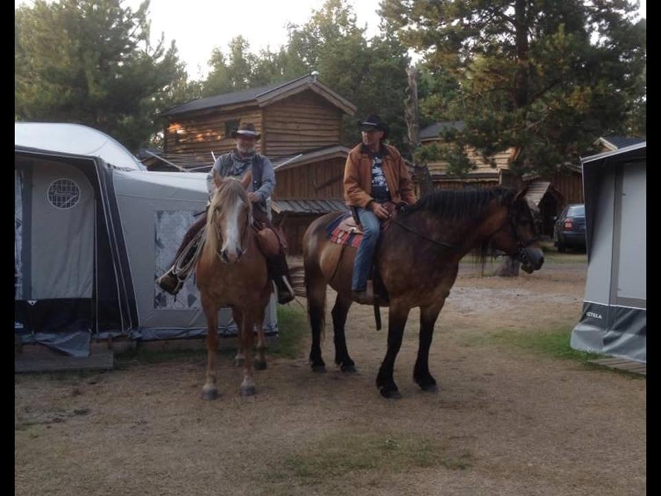 Nordsvensk Skovhest Nanny billede 6