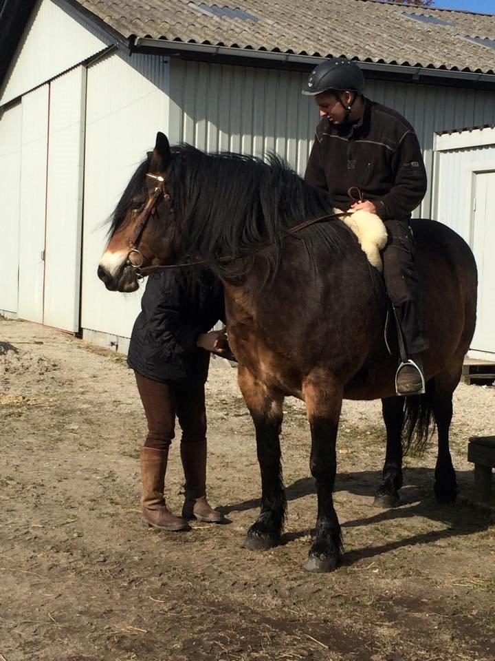 Nordsvensk Skovhest Nanny billede 11