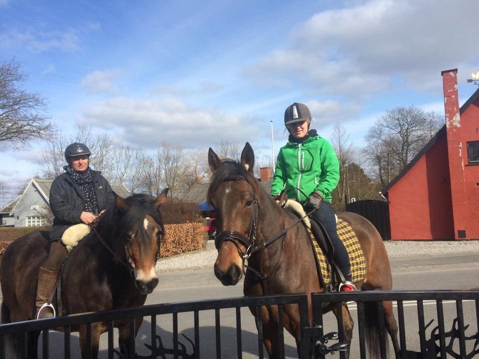 Nordsvensk Skovhest Nanny billede 15