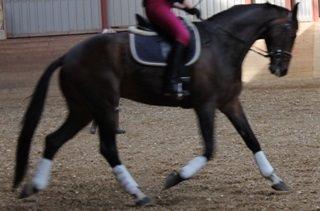 Dansk Varmblod Zucchero - Træning marts 15  billede 5