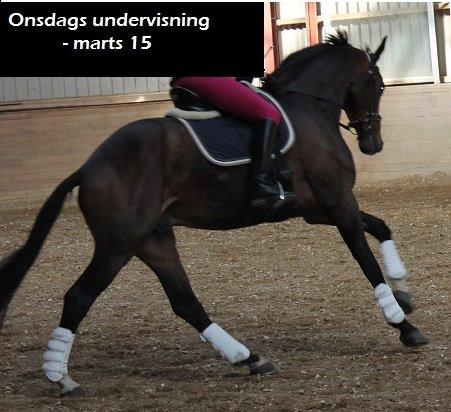 Dansk Varmblod Zucchero - Træning marts 15  billede 6