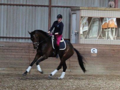 Dansk Varmblod Zucchero - Træning marts 15  billede 7