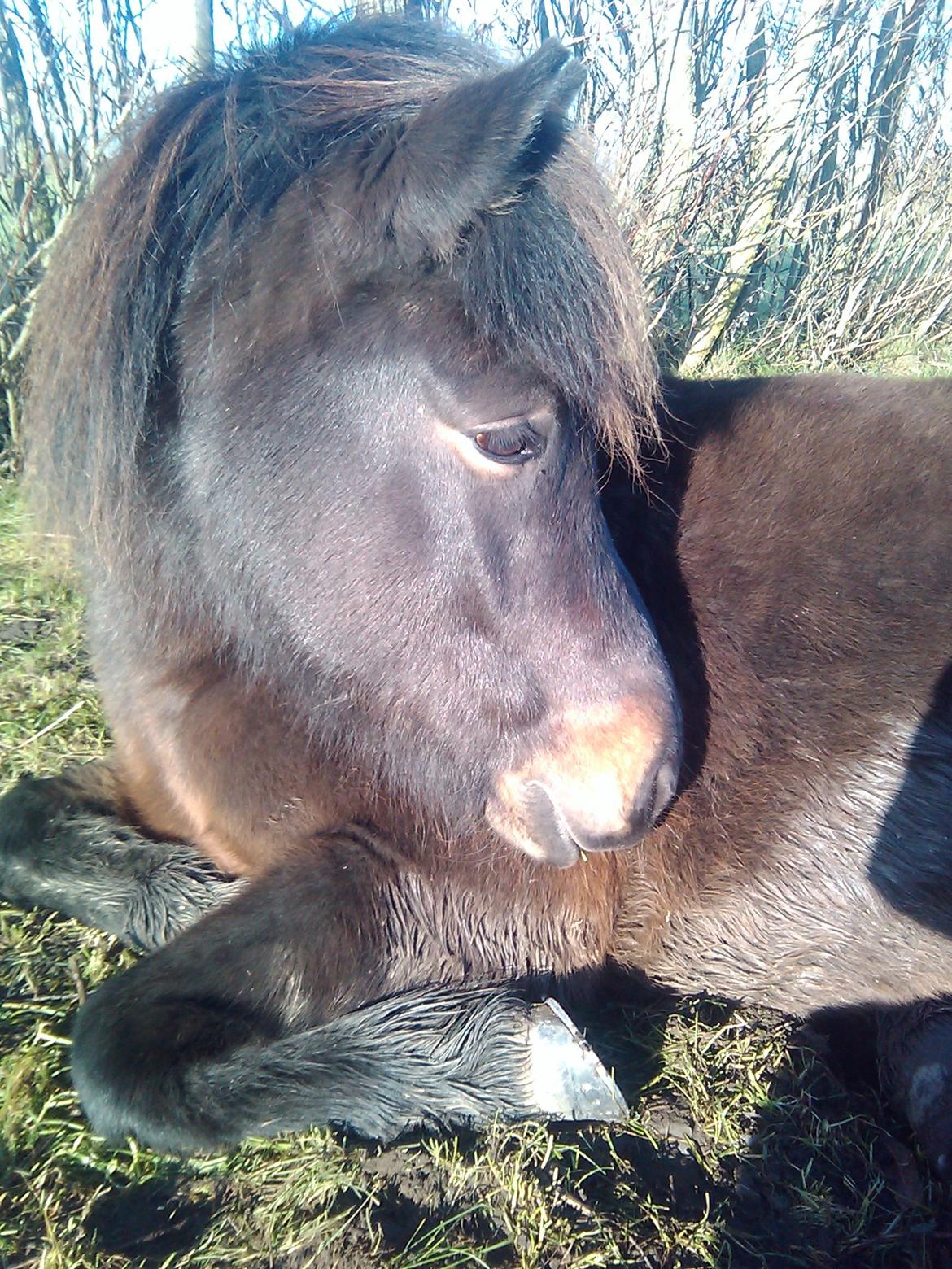 Islænder Hind - 9-12-2014 Puttetrold :-) billede 5