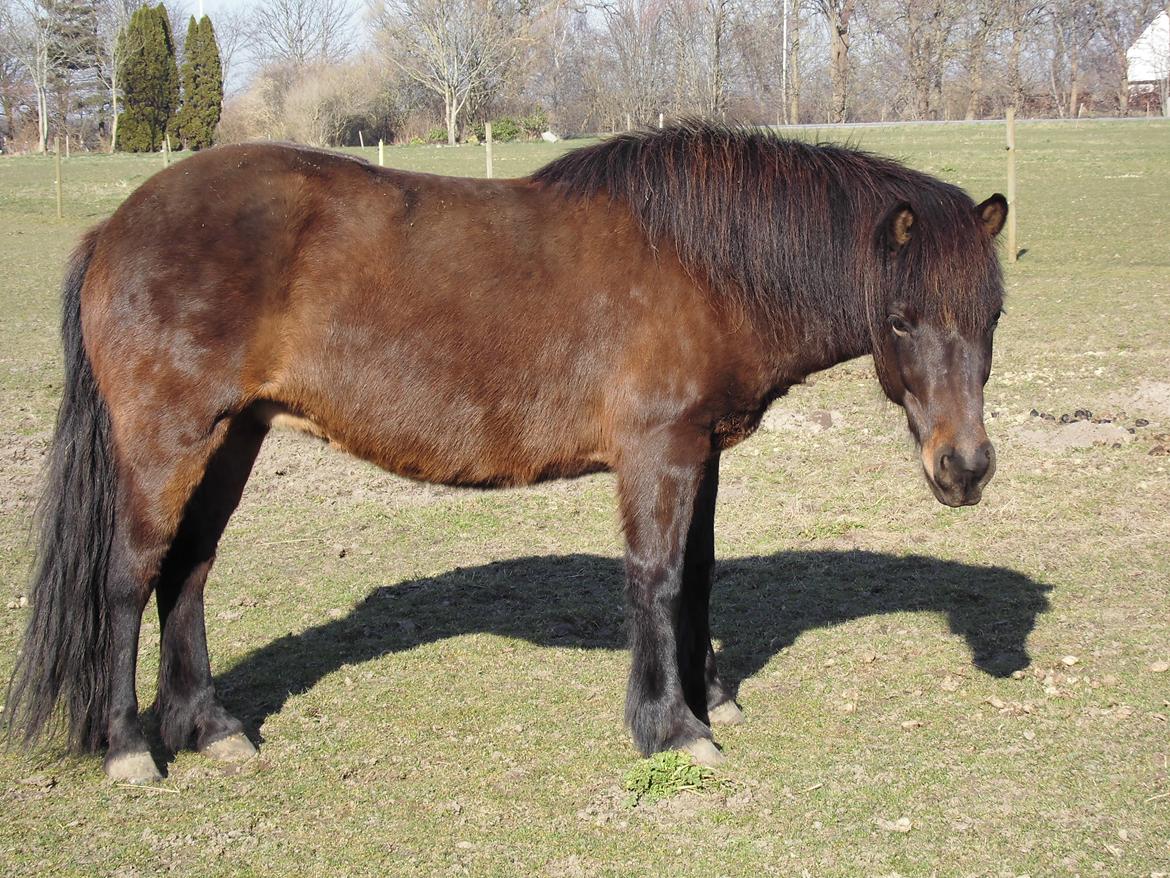 Islænder Hind - 19-3-2015 billede 2