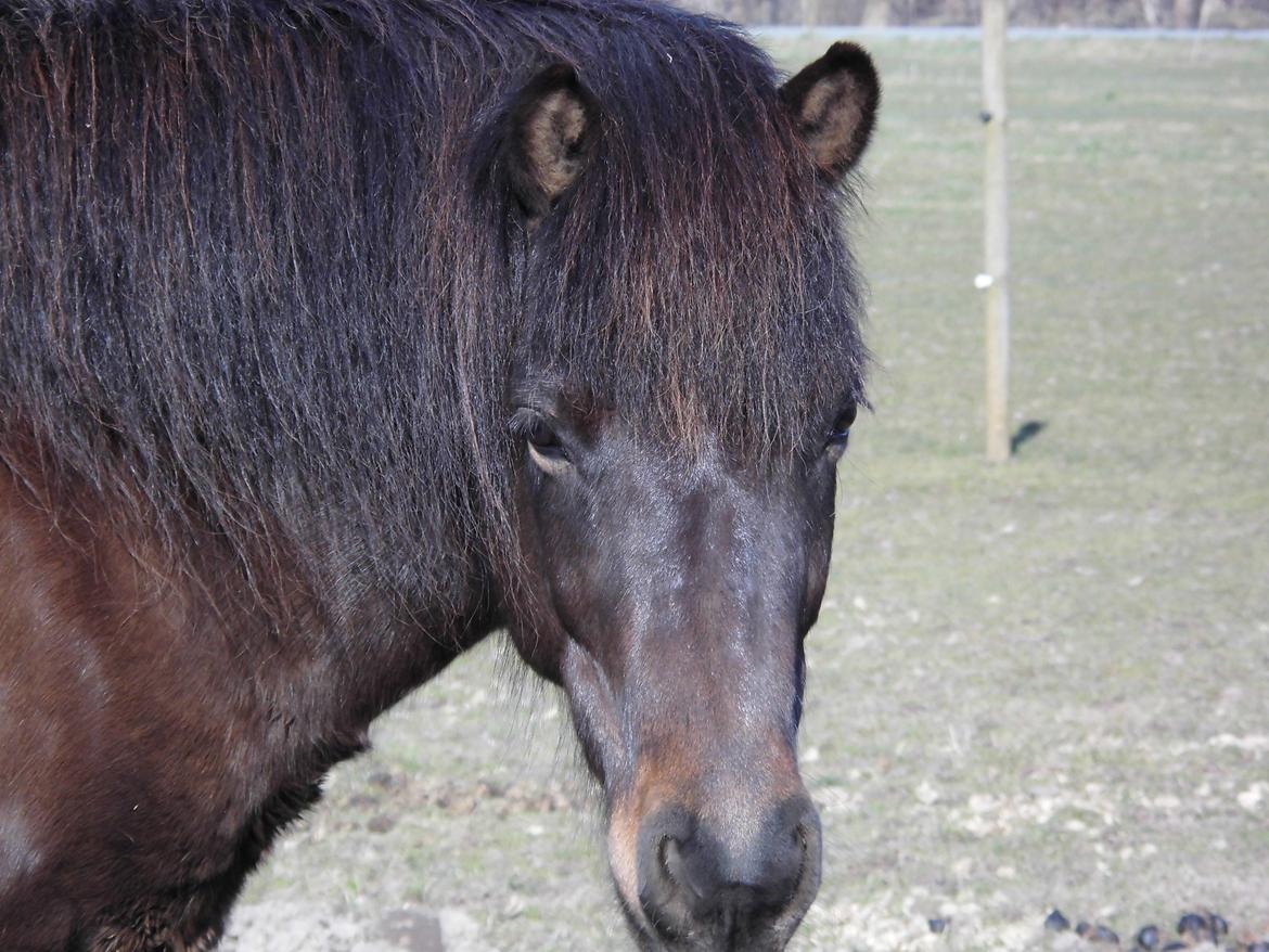 Islænder Hind - 19-3-2015 smukke Hind :-) billede 1