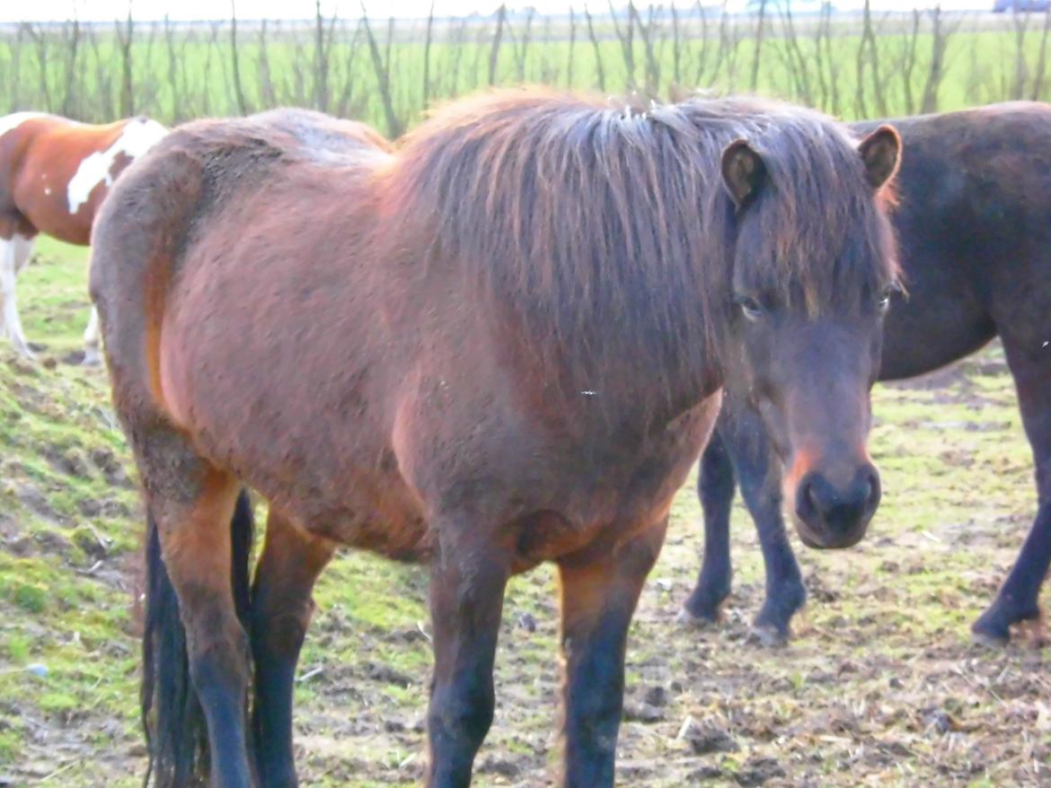 Islænder Hind - 26-3-2015 Står og slapper af :D  billede 7