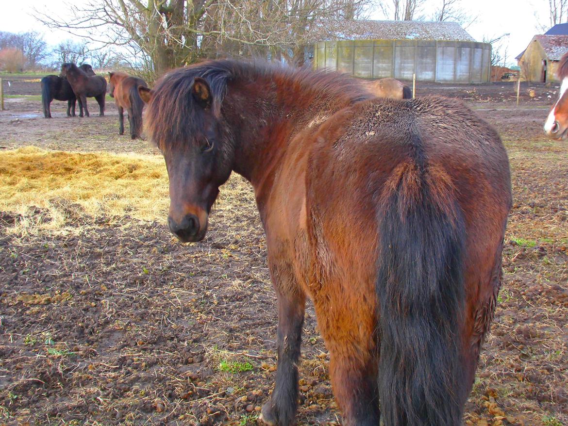 Islænder Hind - 26-3-2015 billede 8