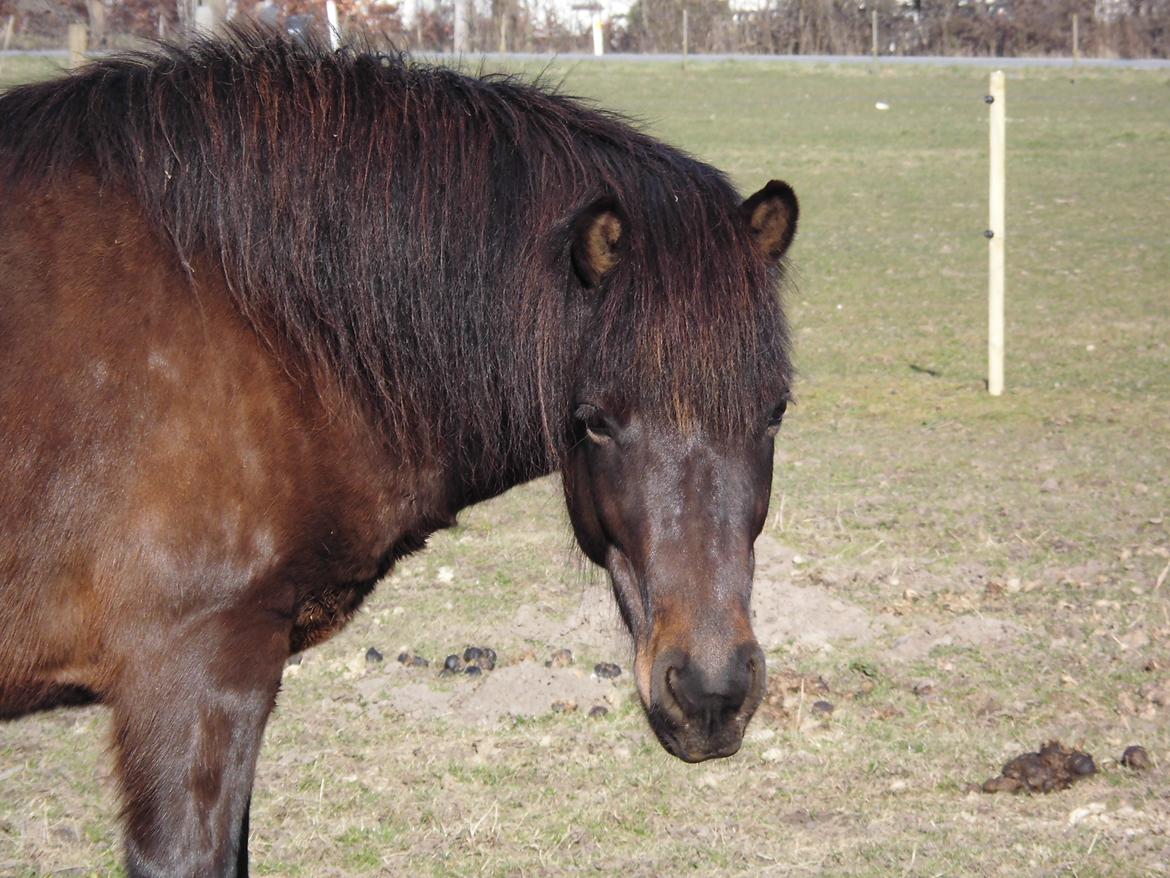 Islænder Hind - 19-3-2015 billede 3