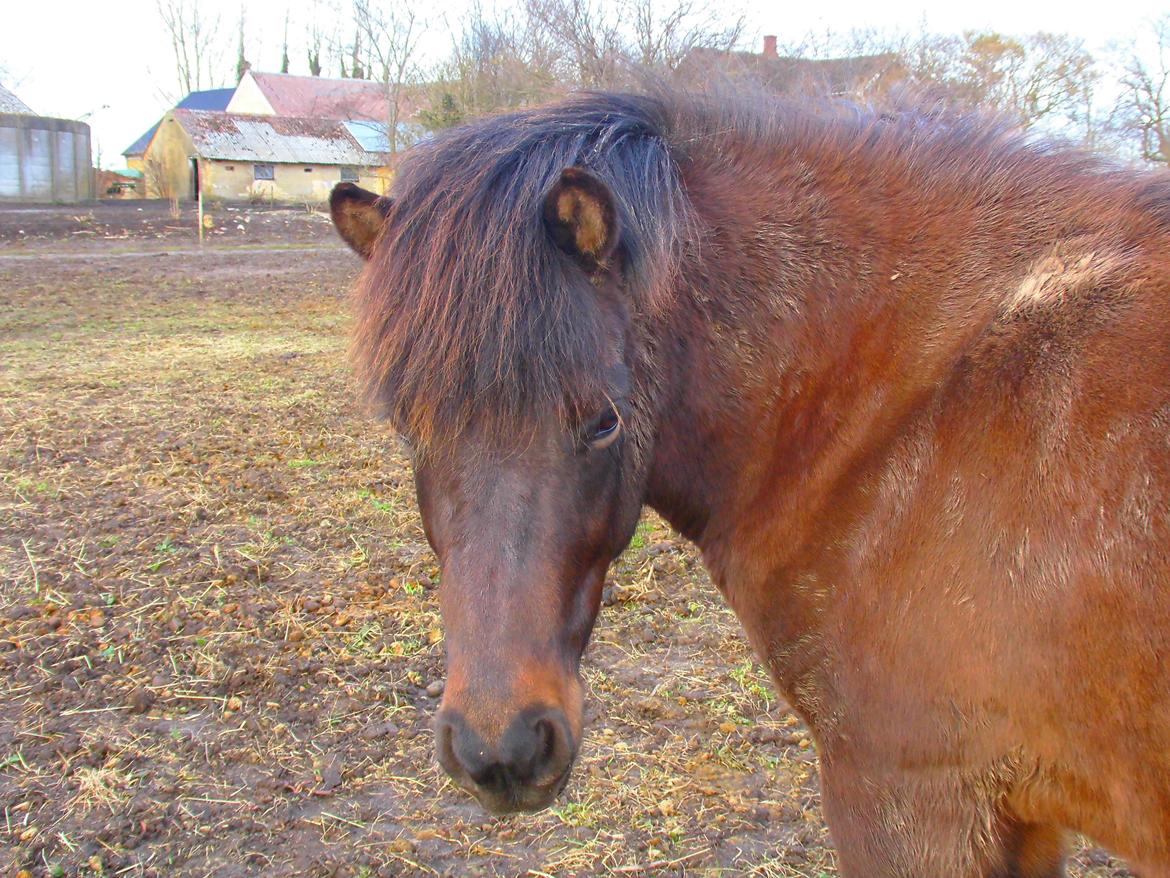 Islænder Hind - 26-3-2015 billede 10