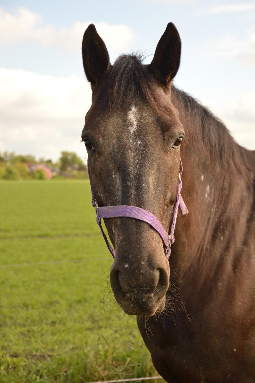 Knabstrupper Dyrehavens Thunder-Macpie billede 3