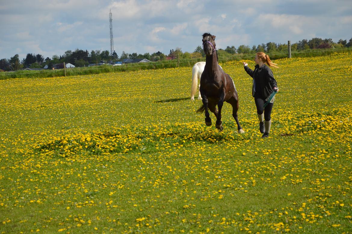 Knabstrupper Dyrehavens Thunder-Macpie billede 2