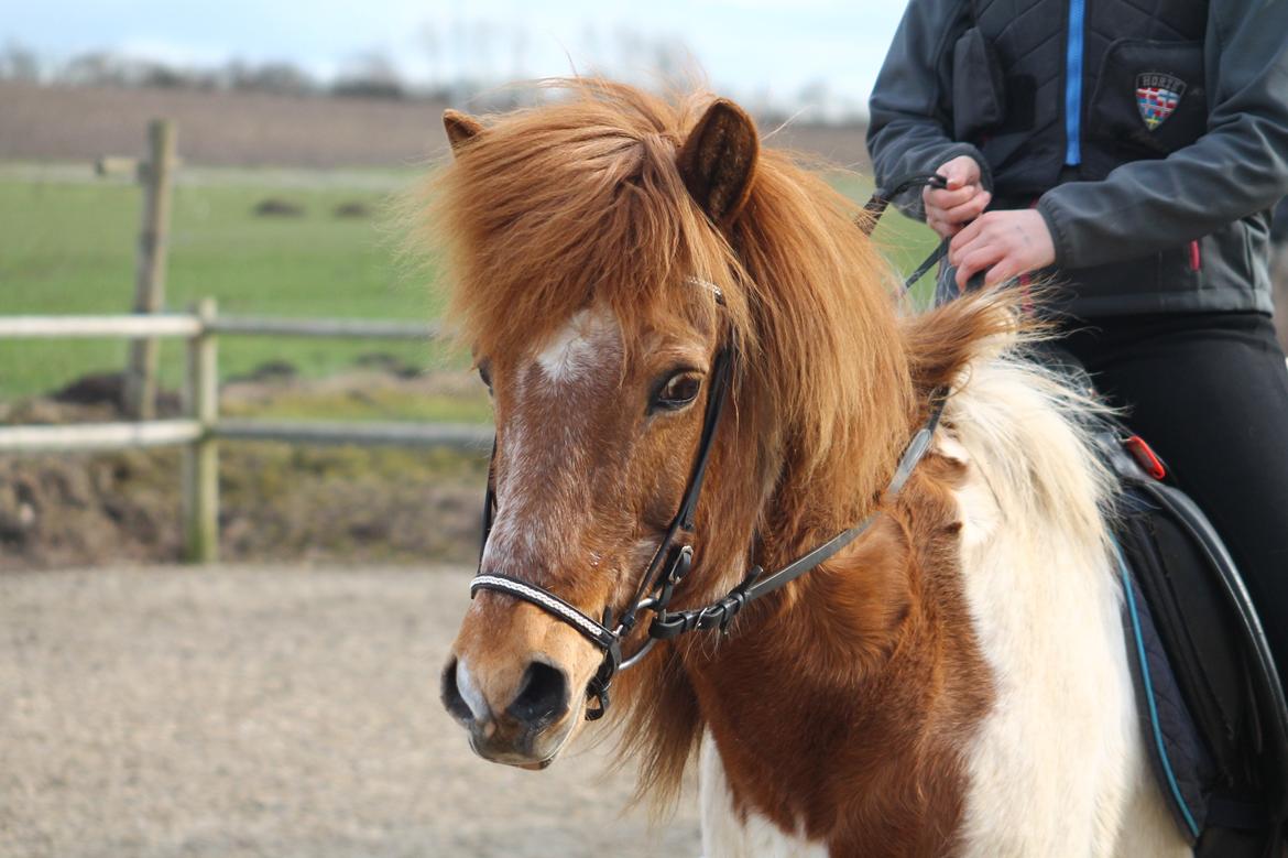 Islænder Kemba von Asbeck billede 16