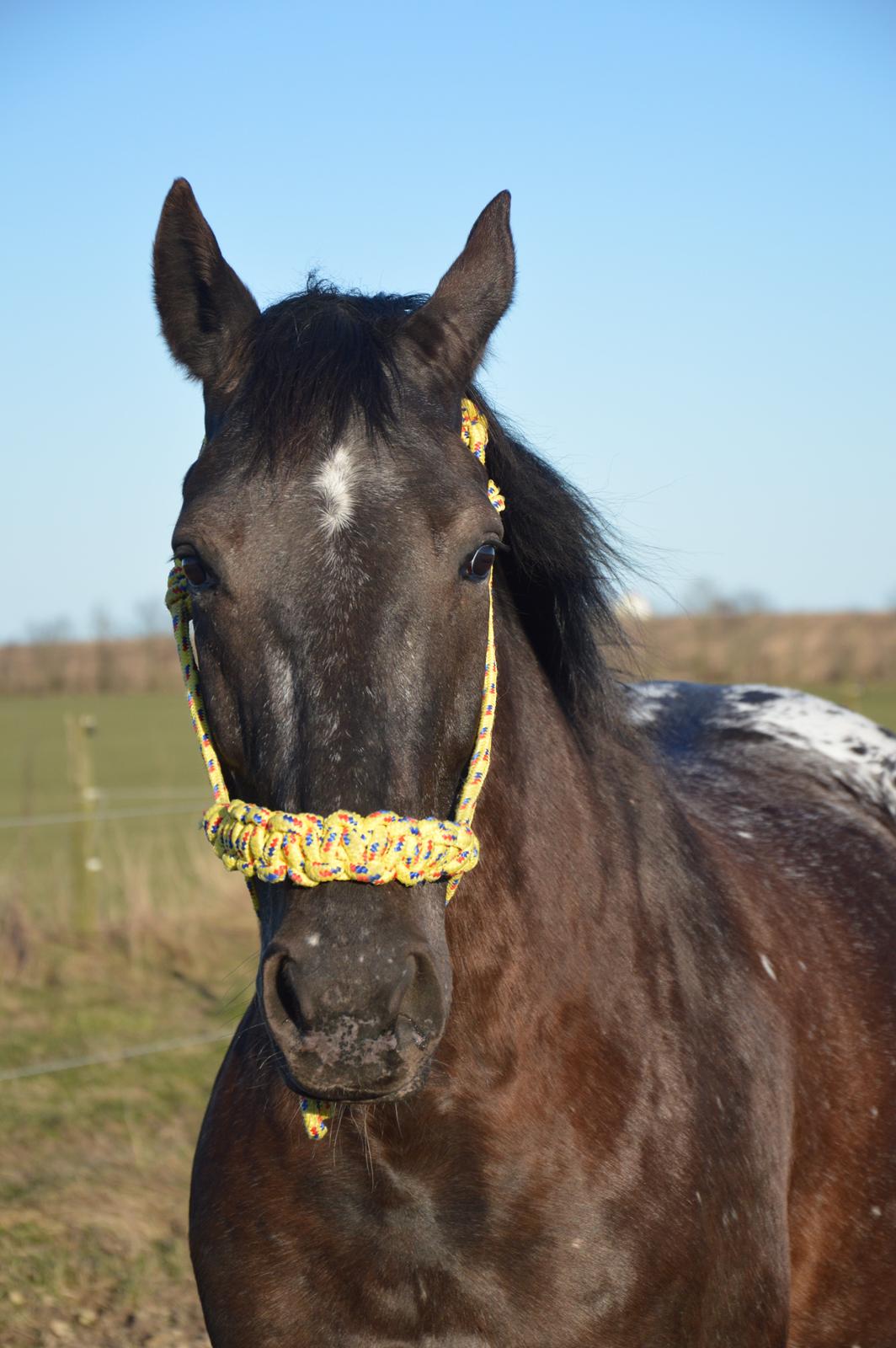Knabstrupper Dyrehavens Thunder-Macpie billede 1