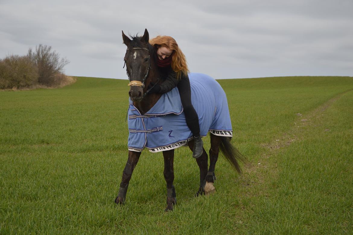 Knabstrupper Dyrehavens Thunder-Macpie billede 15
