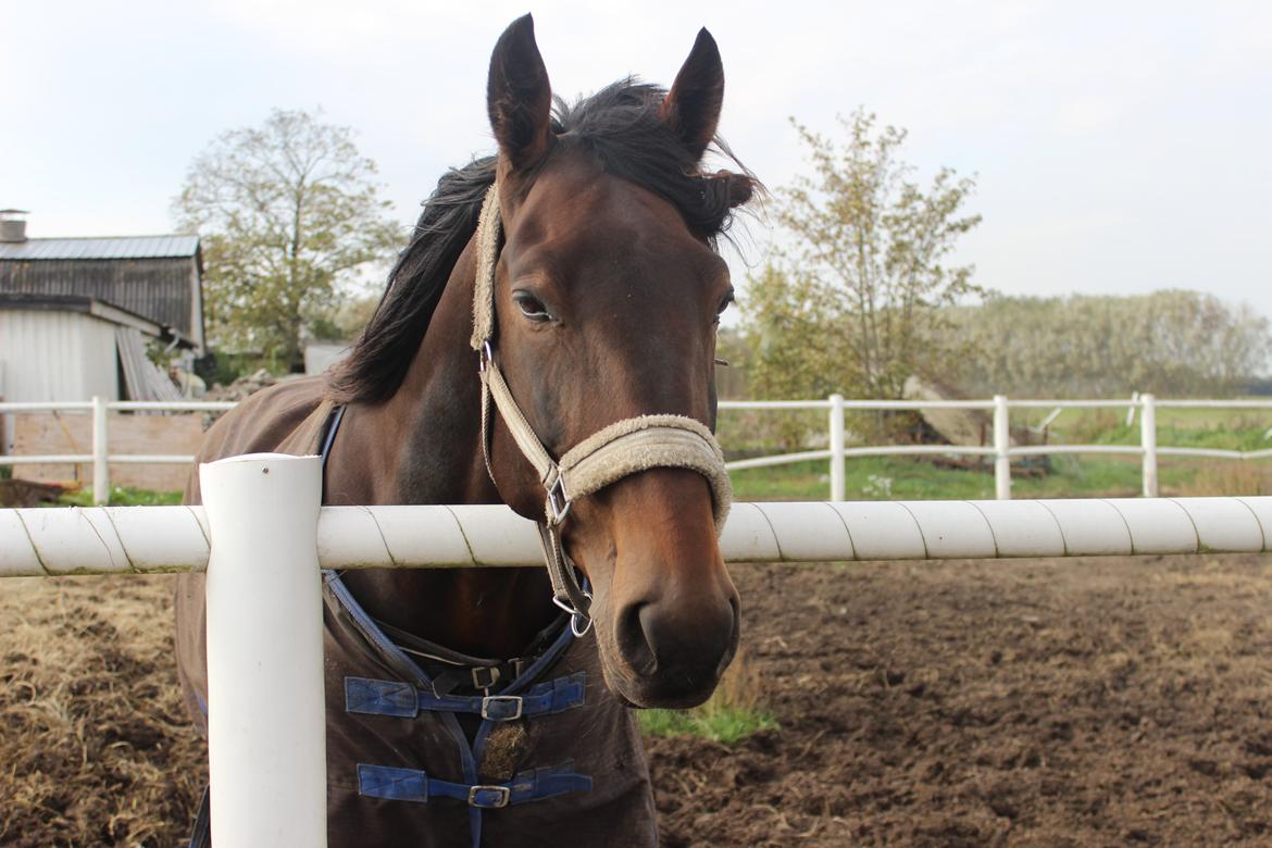 Traver arctic express billede 1