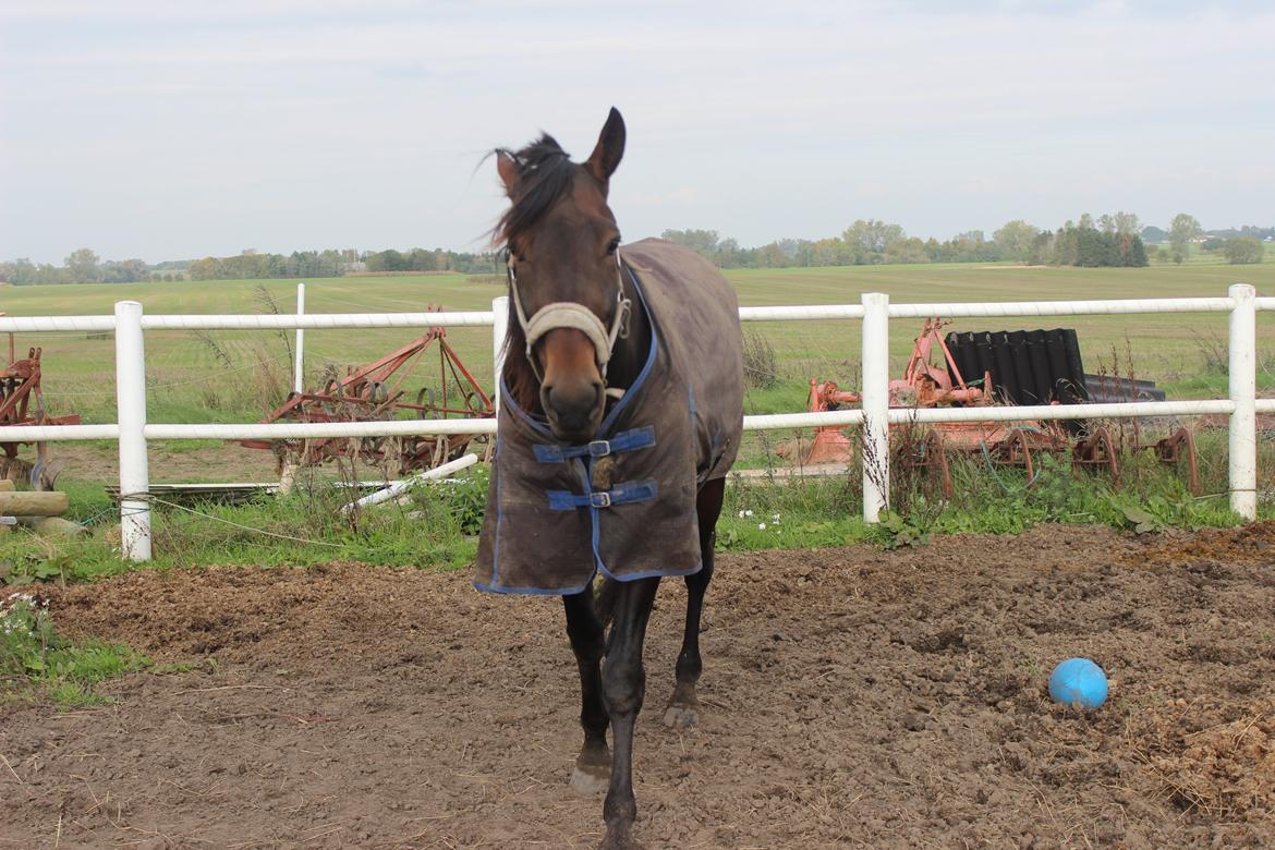 Traver arctic express billede 2