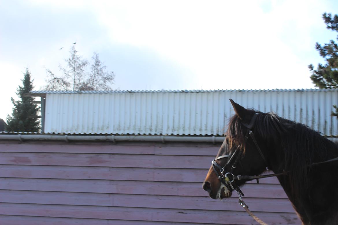 Traver arctic express billede 9