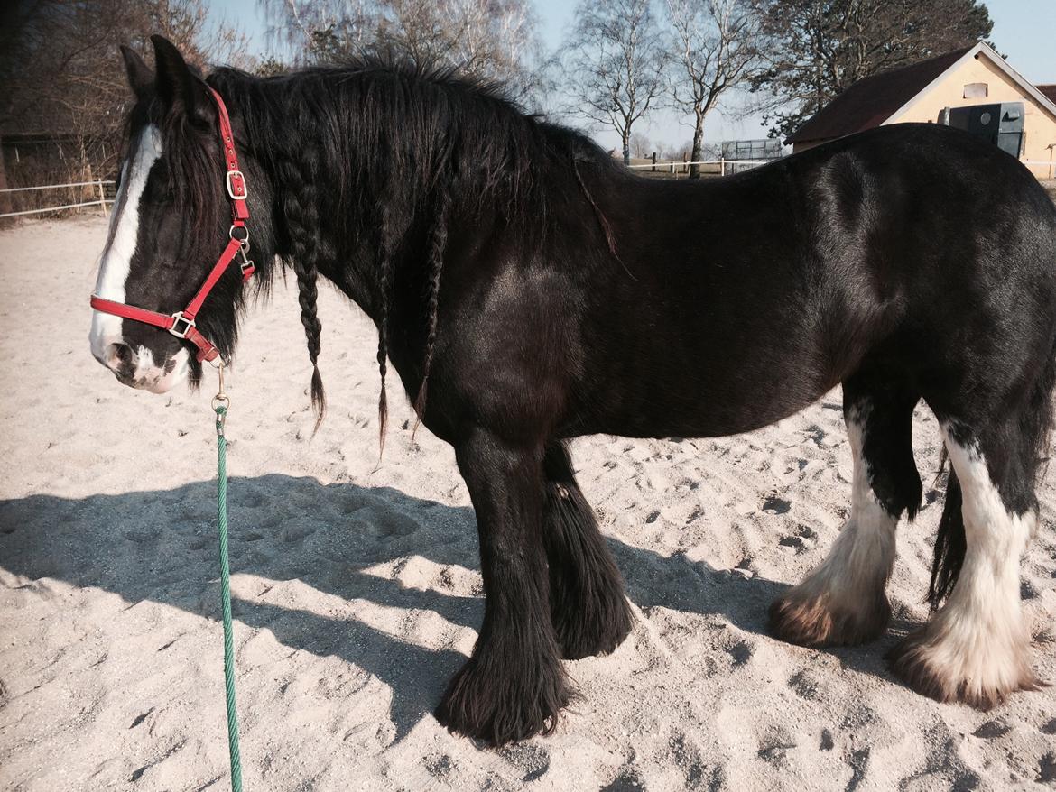 Irish Cob Lady Giga Of Ireland  billede 9