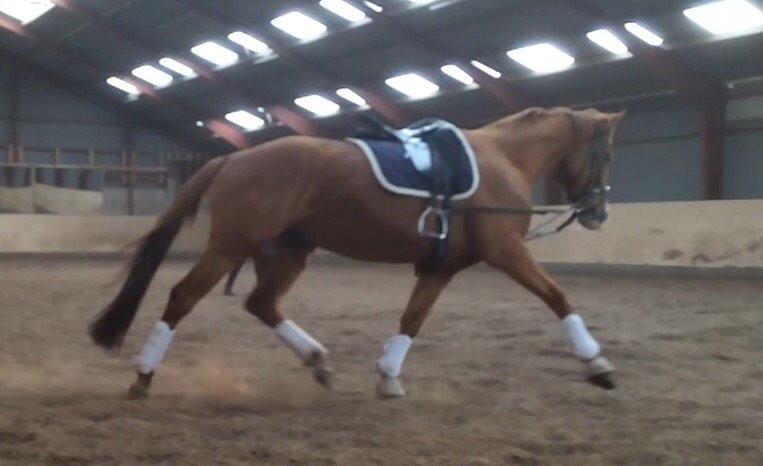 Anden særlig race Silvia billede 13