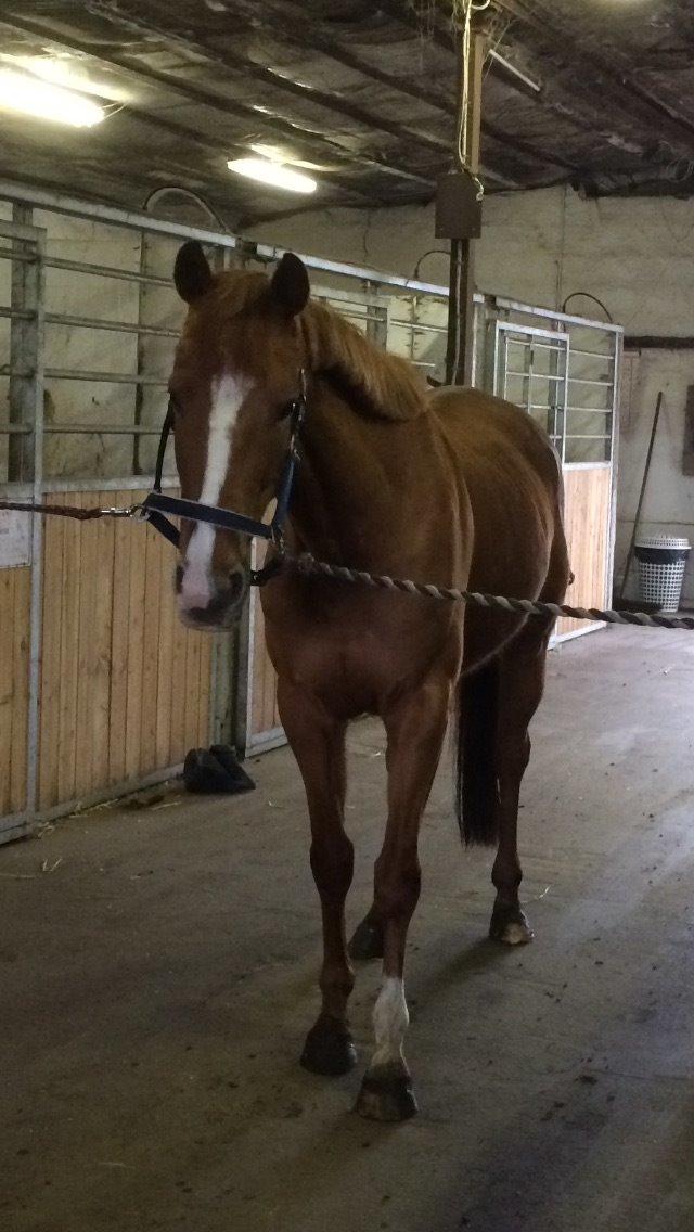 Anden særlig race Silvia billede 12