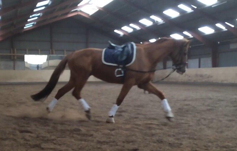 Anden særlig race Silvia billede 14