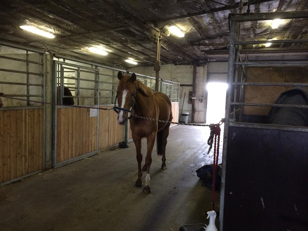 Anden særlig race Silvia billede 15