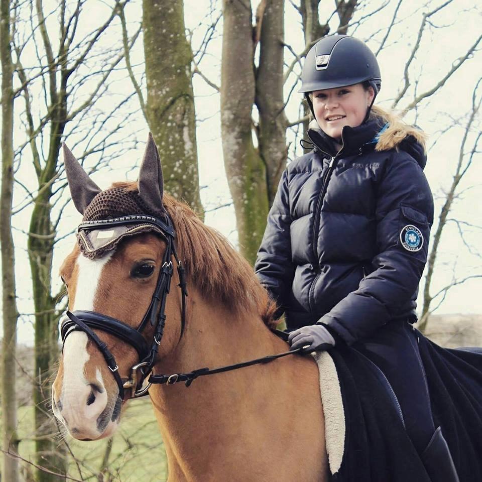 Irsk Sportspony Mr. Derwin <3 billede 2