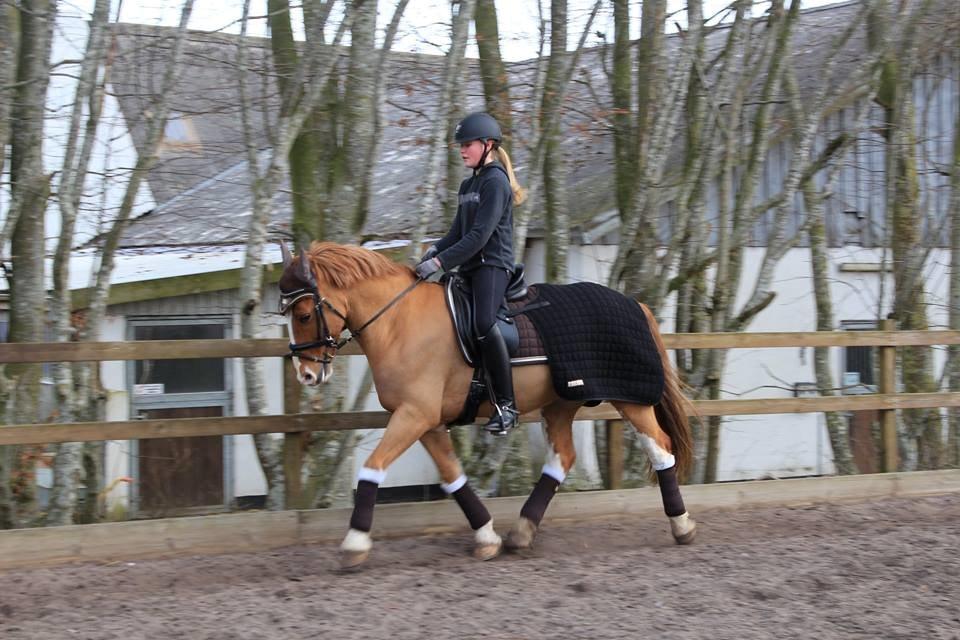 Irsk Sportspony Mr. Derwin <3 billede 3