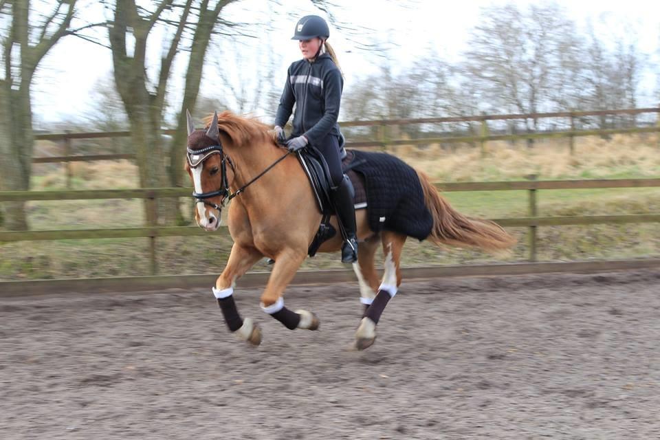 Irsk Sportspony Mr. Derwin <3 billede 4