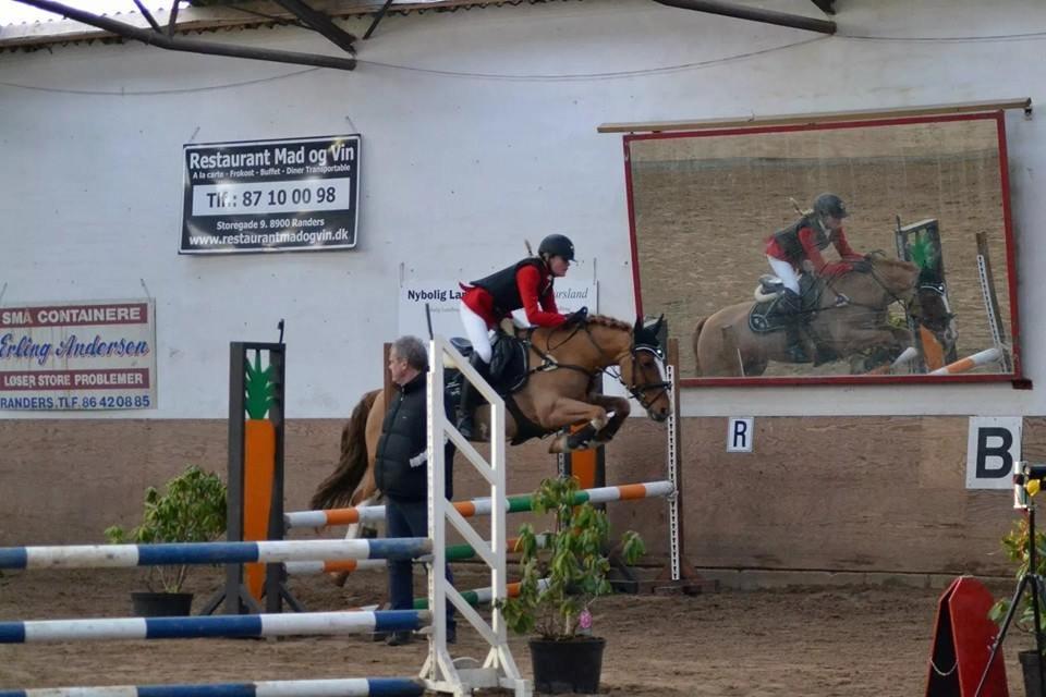 Irsk Sportspony Mr. Derwin <3 billede 6