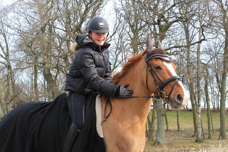 Irsk Sportspony Mr. Derwin <3 billede 7