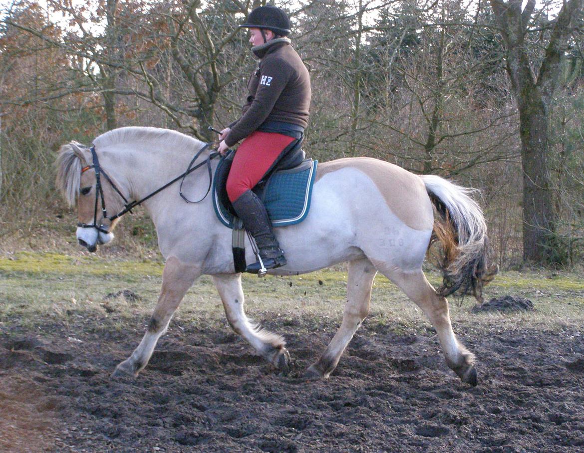 Fjordhest KIRSTINE VÅRBY billede 4