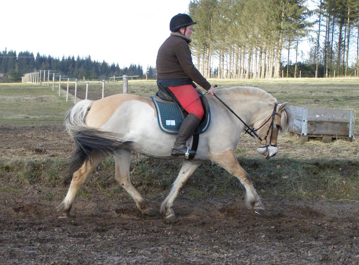 Fjordhest KIRSTINE VÅRBY billede 28
