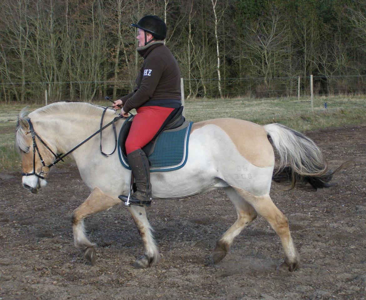 Fjordhest KIRSTINE VÅRBY billede 25