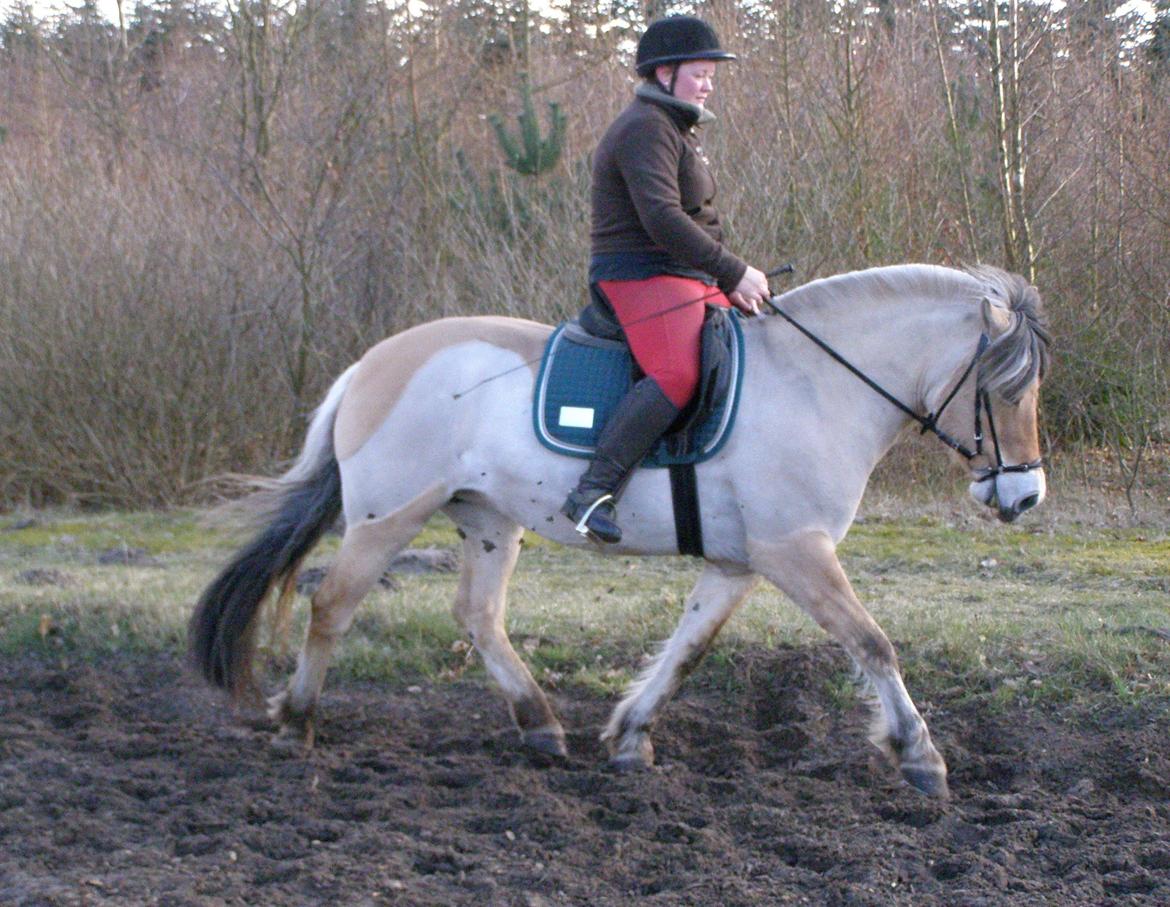 Fjordhest KIRSTINE VÅRBY billede 23