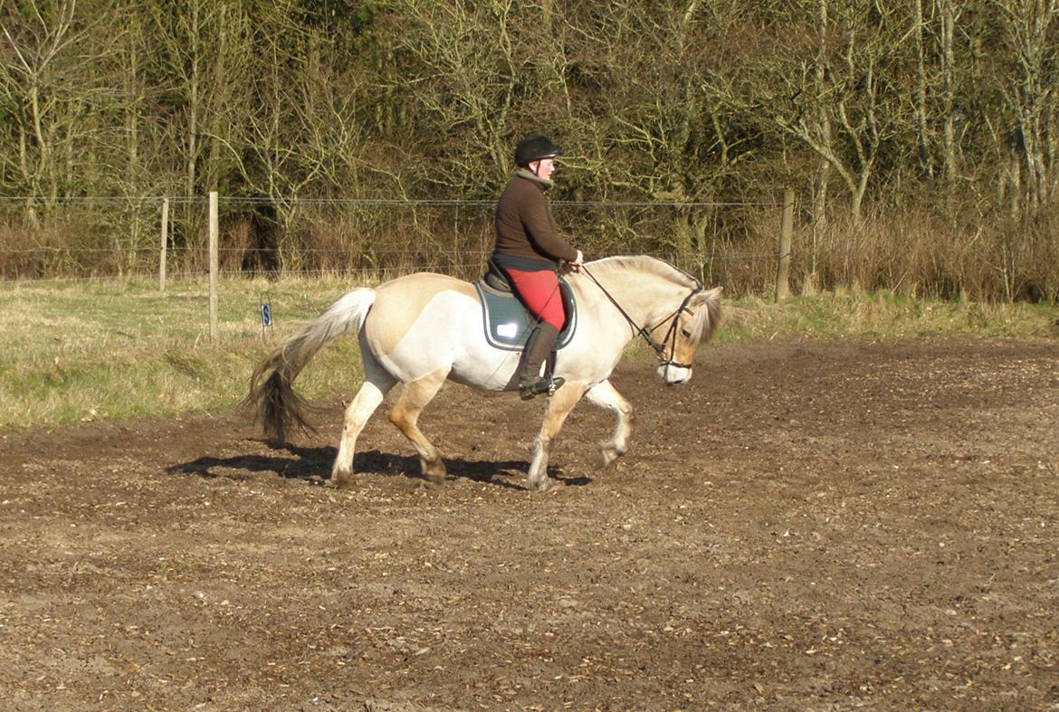 Fjordhest KIRSTINE VÅRBY billede 30