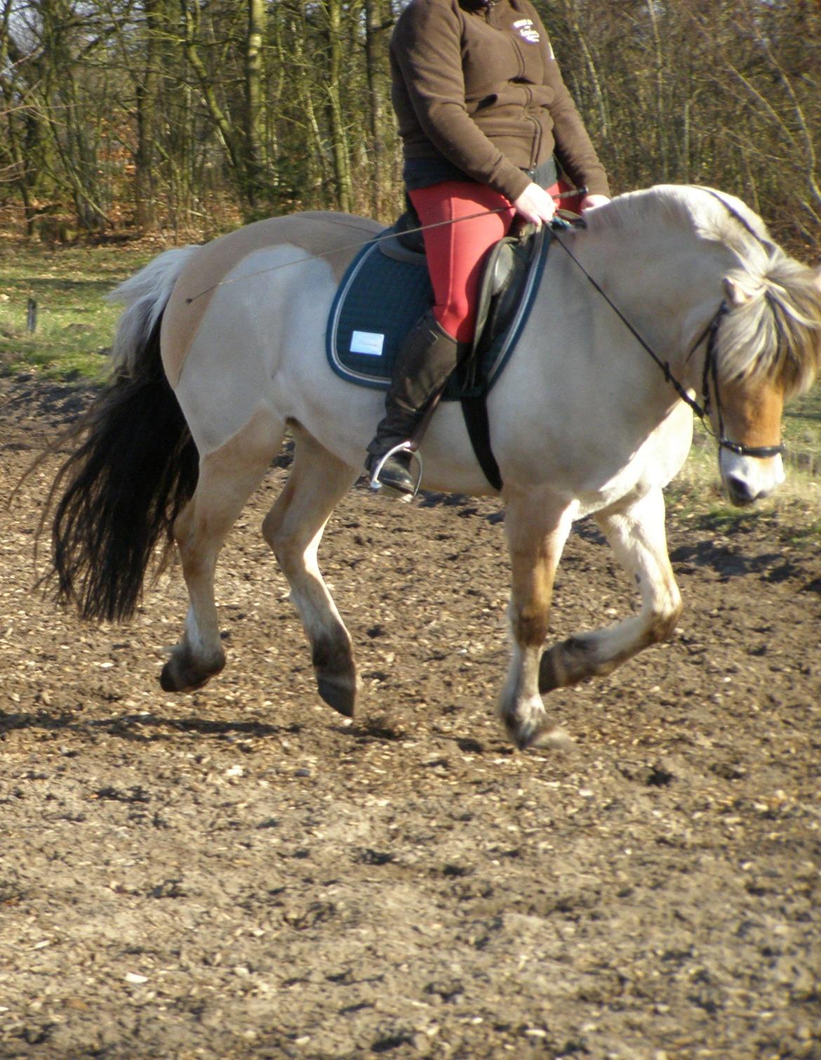 Fjordhest KIRSTINE VÅRBY billede 24