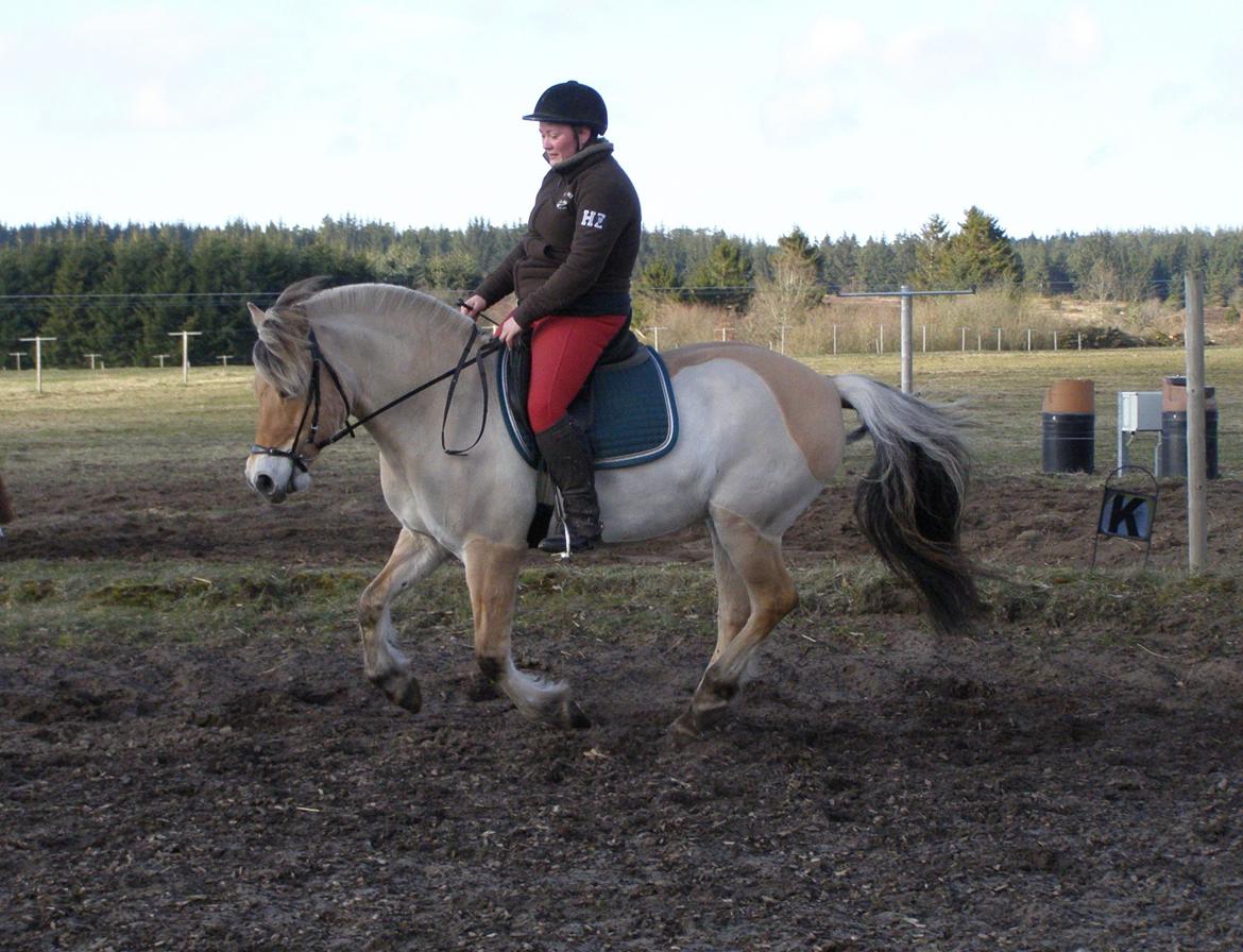 Fjordhest KIRSTINE VÅRBY billede 29