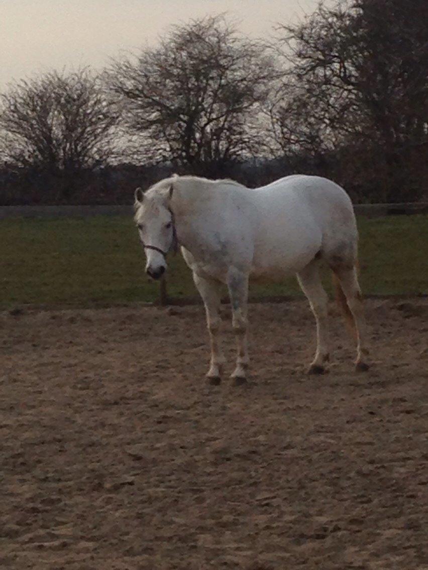 Anden særlig race Jumbi <3 billede 3