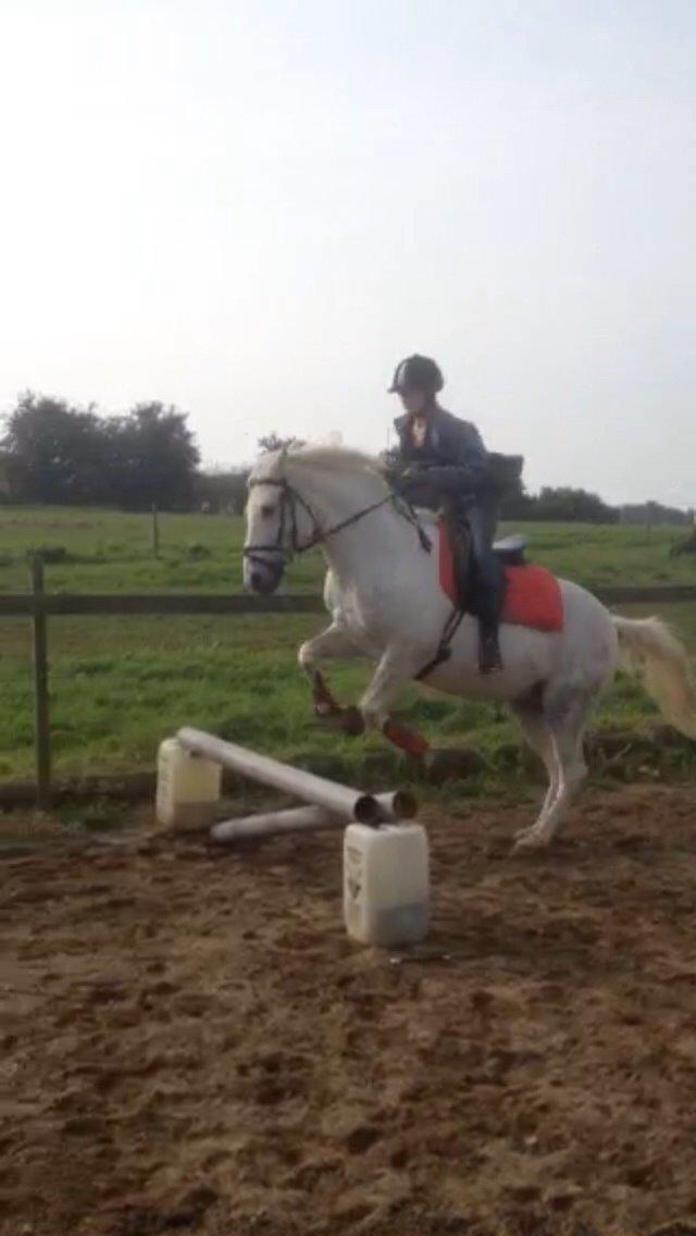 Anden særlig race Jumbi <3 billede 1