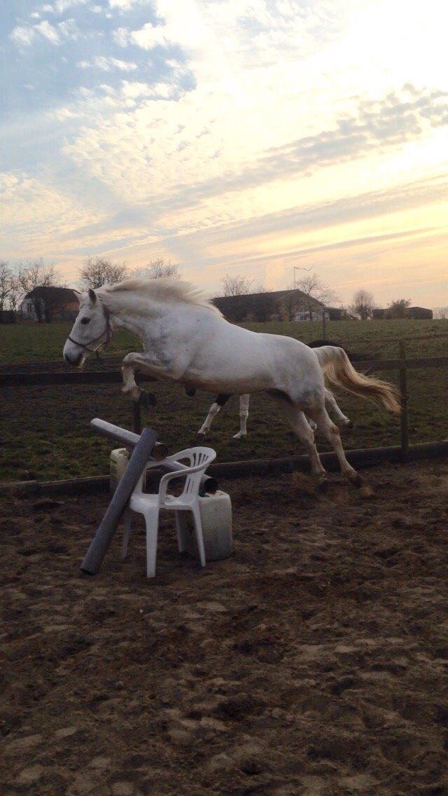 Anden særlig race Jumbi <3 billede 5