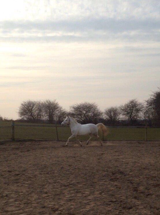 Anden særlig race Jumbi <3 billede 6