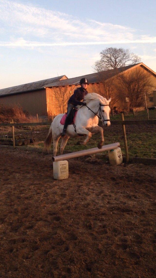 Anden særlig race Jumbi <3 billede 9