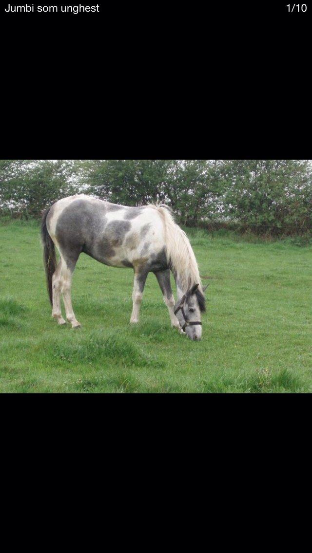 Anden særlig race Jumbi <3 billede 10
