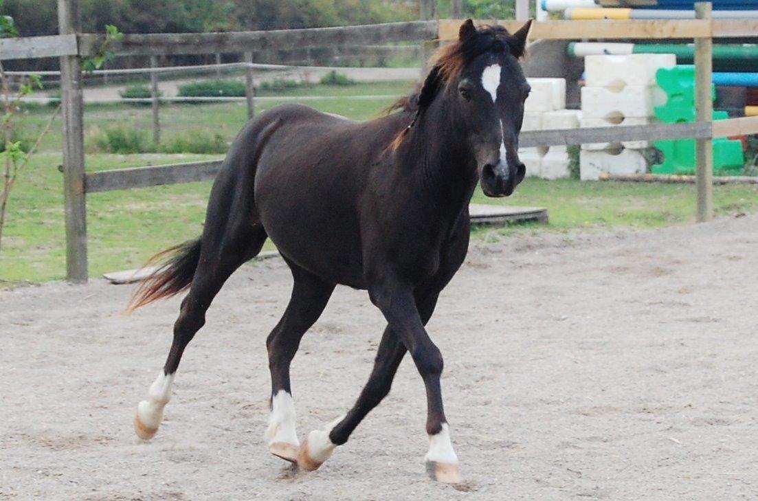 Anden særlig race Sorteper - Foråret 2015 billede 1