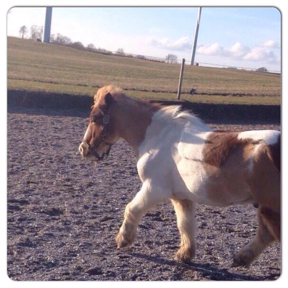 Shetlænder Walther billede 15