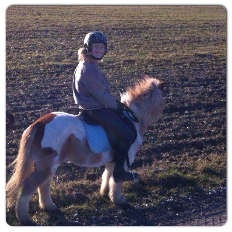 Shetlænder Walther billede 18