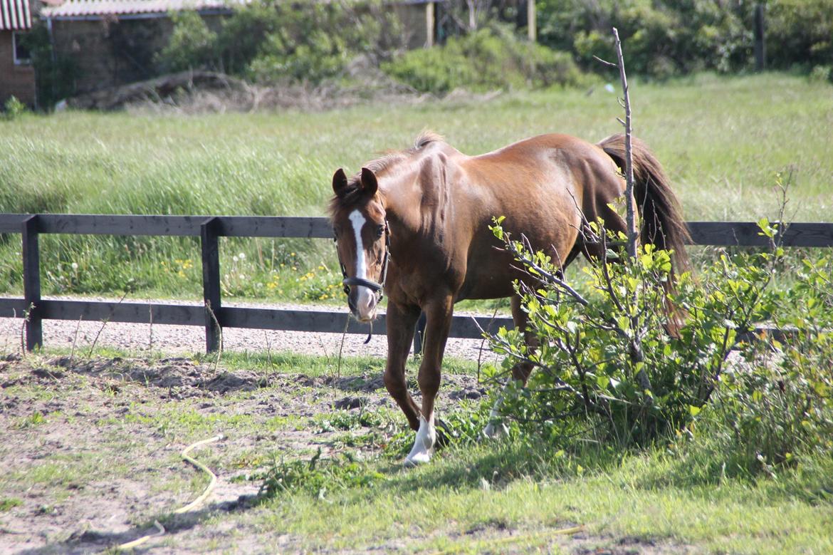 New Forest Karmalita lee (Willow) billede 13